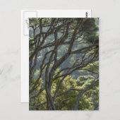 Manuka Tree Forest Neuseeland Postkarte (Vorne/Hinten)