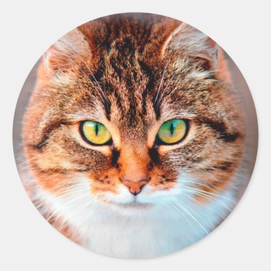 Manx Cat Face Looking Runder Aufkleber (Vorderseite)