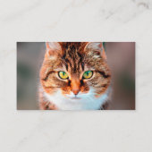 Manx Cat Face Looking Visitenkarte (Rückseite)