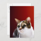 Manx Cat Postkarte (Vorne/Hinten)