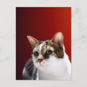 Manx Cat Postkarte (Vorderseite)