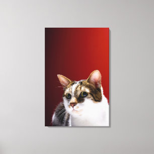 Manx Katze Leinwanddruck