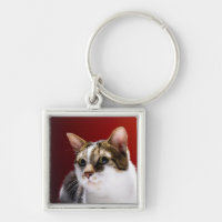 Manx Katze