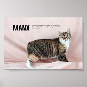 Manxkatze Poster