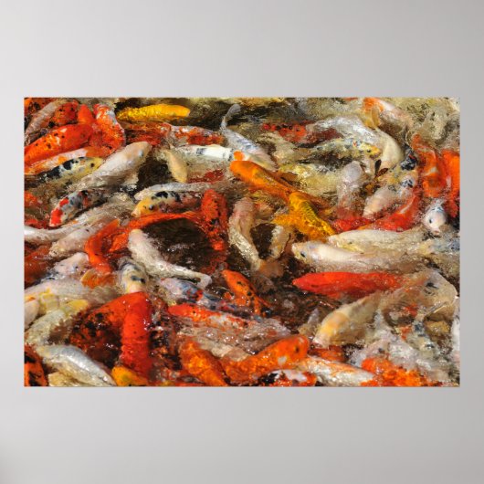 Many koi carp multicolor poster (Vorne)