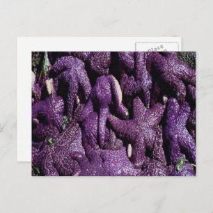 Many Purple Starfish Postcard Postkarte