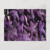 Many Purple Starfish Postcard Postkarte (Vorderseite)
