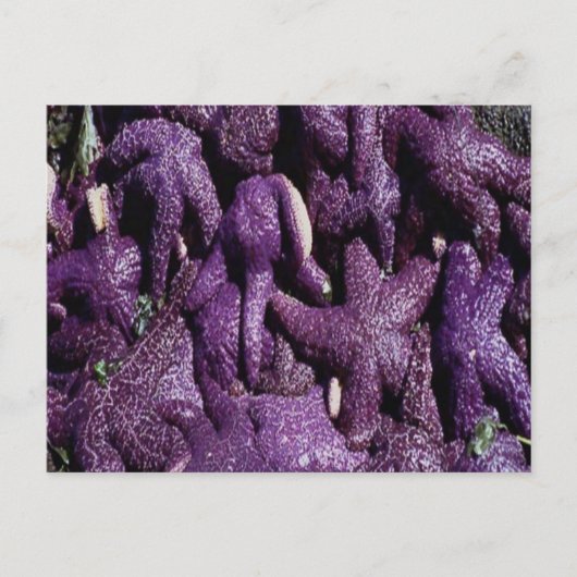 Many Purple Starfish Postcard Postkarte (Vorderseite)