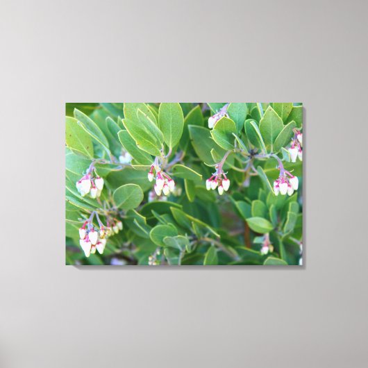 Manzanita Blume gepackt Leinwand (Vorderseite)