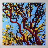 Manzanita im Herbst Poster (Vorne)