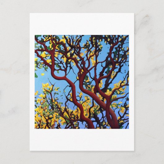 Manzanita im Herbst Postkarte (Vorderseite)