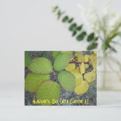 Manzanita, Oak Creek Canyon, AZ Postkarte (Stehend Vorderseite)