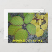 Manzanita, Oak Creek Canyon, AZ Postkarte (Vorne/Hinten)