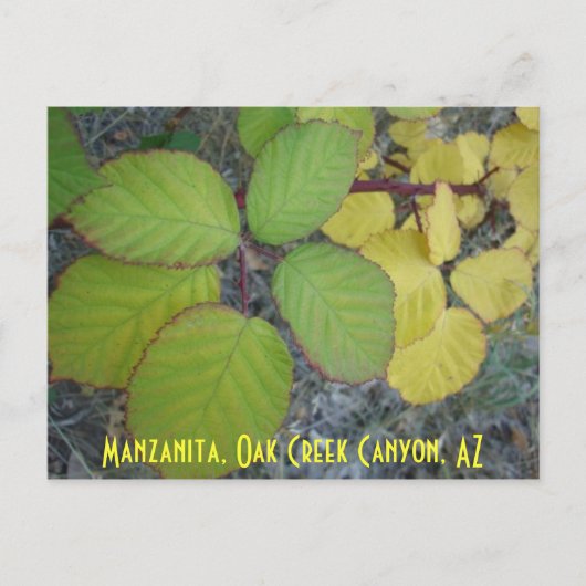 Manzanita, Oak Creek Canyon, AZ Postkarte (Vorderseite)