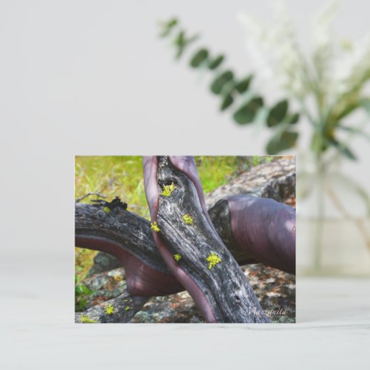 Manzanita Postcard Postkarte (Stehend Vorderseite)