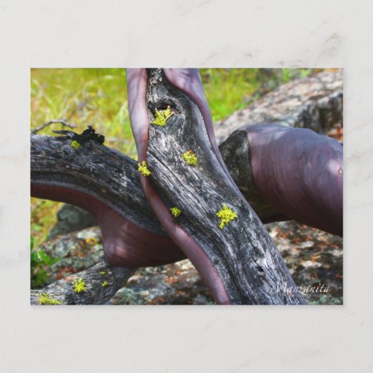 Manzanita Postcard Postkarte (Vorderseite)