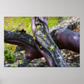 Manzanita Poster (Vorne)