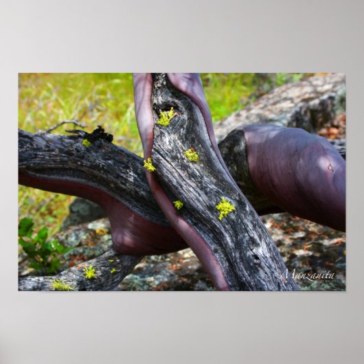 Manzanita Poster (Vorne)