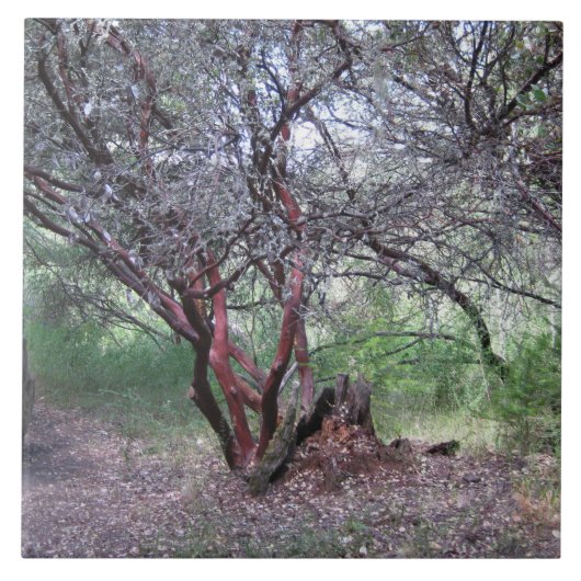 Manzanita Tree Fliese (Vorderseite)