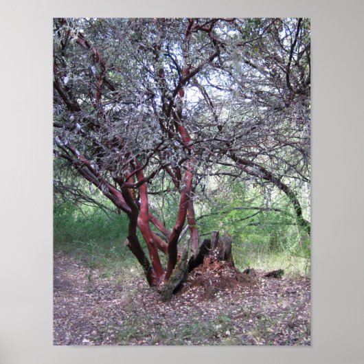 Manzanita Tree Poster (Vorne)