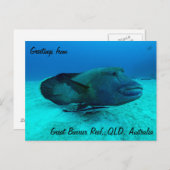 Maori Wrasse auf der Postkarte des Großen Barrier (Vorne/Hinten)
