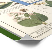Map of Herbal Remedies poster (Ecke)