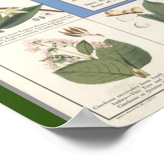 Map of Herbal Remedies poster (Ecke)