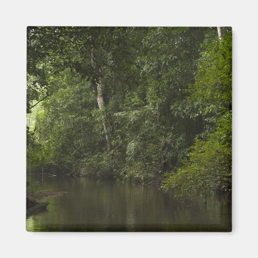 Mapari River, Mapari Rupununi, Guyana. Magnet (Vorne)