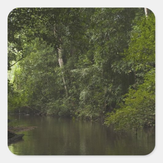 Mapari River, Mapari Rupununi, Guyana. Quadratischer Aufkleber (Vorderseite)