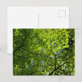 Maple in Summer Postkarte (Vorne/Hinten)