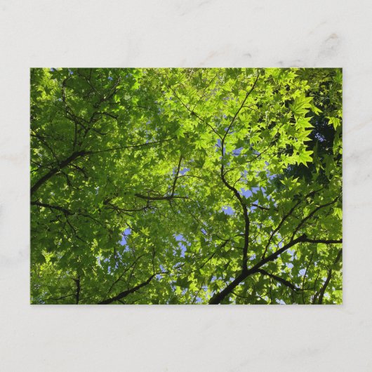 Maple in Summer Postkarte (Vorderseite)