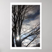 Maple Sky Poster (Vorne)