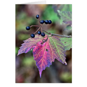 Mapleleaf Viburnum-Herbst-Blätter und Beeren