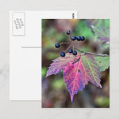 Mapleleaf Viburnum Herbstleaves und Berries Postkarte (Vorne/Hinten)