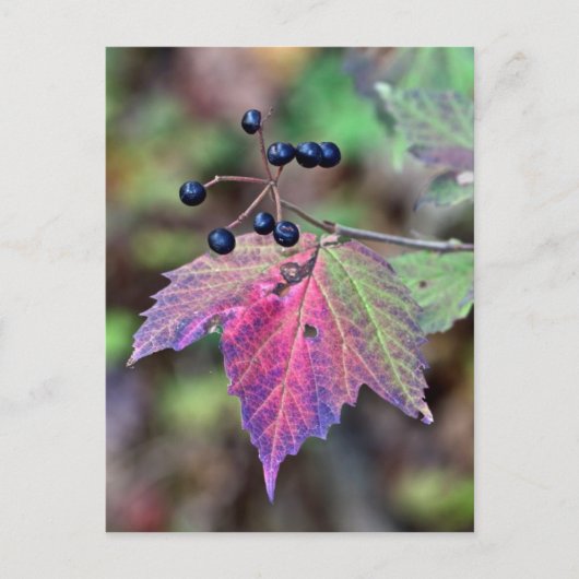 Mapleleaf Viburnum Herbstleaves und Berries Postkarte (Vorderseite)