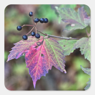 Mapleleaf Viburnum Herbstleaves und Berries Quadratischer Aufkleber
