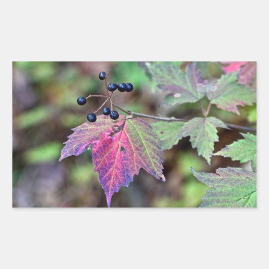 Mapleleaf Viburnum Herbstleaves und Berries Rechteckiger Aufkleber (Vorderseite)