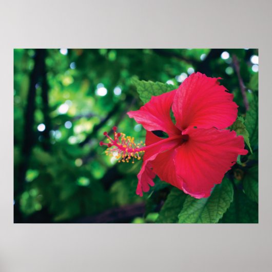 Mar Pacifico Blume 28" x 20" Poster (Vorne)