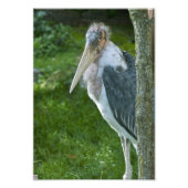 Marabou Fotodruck (Vorne)