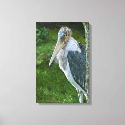 Marabou Leinwanddruck (Vorderseite)