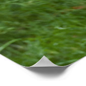 Marabou Poster (Ecke)