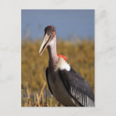 Marabou Postkarte (Vorderseite)