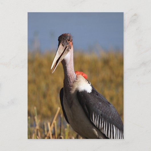 Marabou Postkarte (Vorderseite)