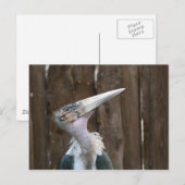 Marabou Stork Postkarte (Vorne/Hinten)