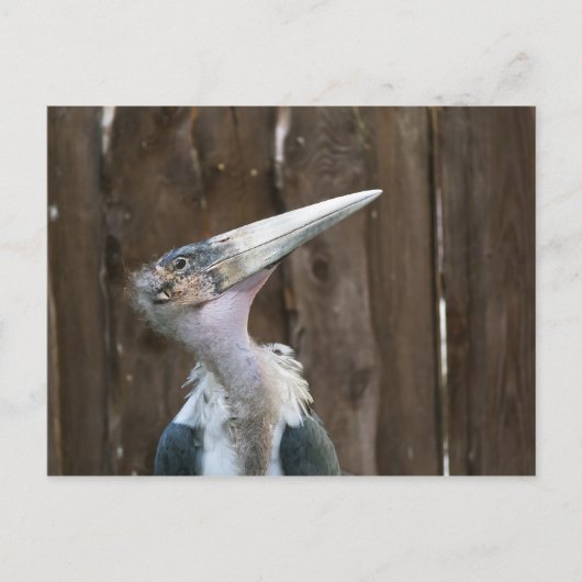 Marabou Stork Postkarte (Vorderseite)