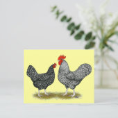 Maraner: Kuckoo Pair Postkarte (Stehend Vorderseite)