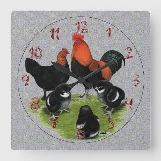 Marans Black Copper Chicken Family Quadratische Wanduhr (Vorderseite)