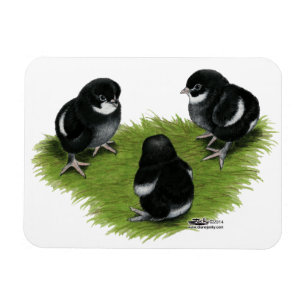Marans Black Copper Chicks Magnet
