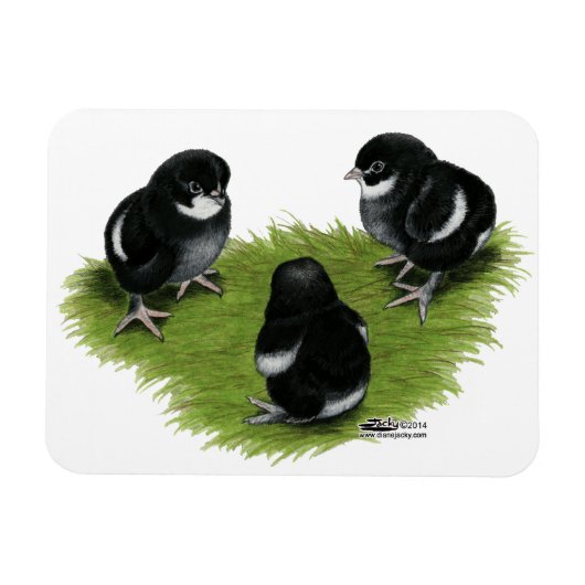Marans Black Copper Chicks Magnet (Horizontal)