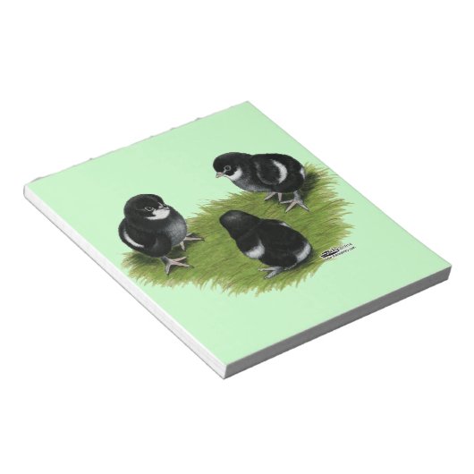 Marans Black Copper Chicks Notizblock (angewinkelt)